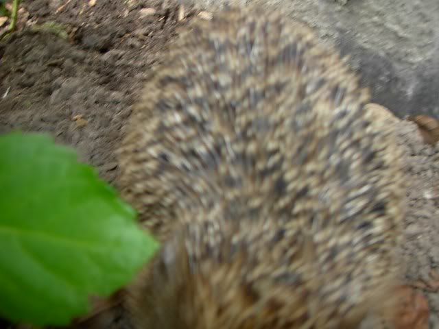 Beernem, egel bij café