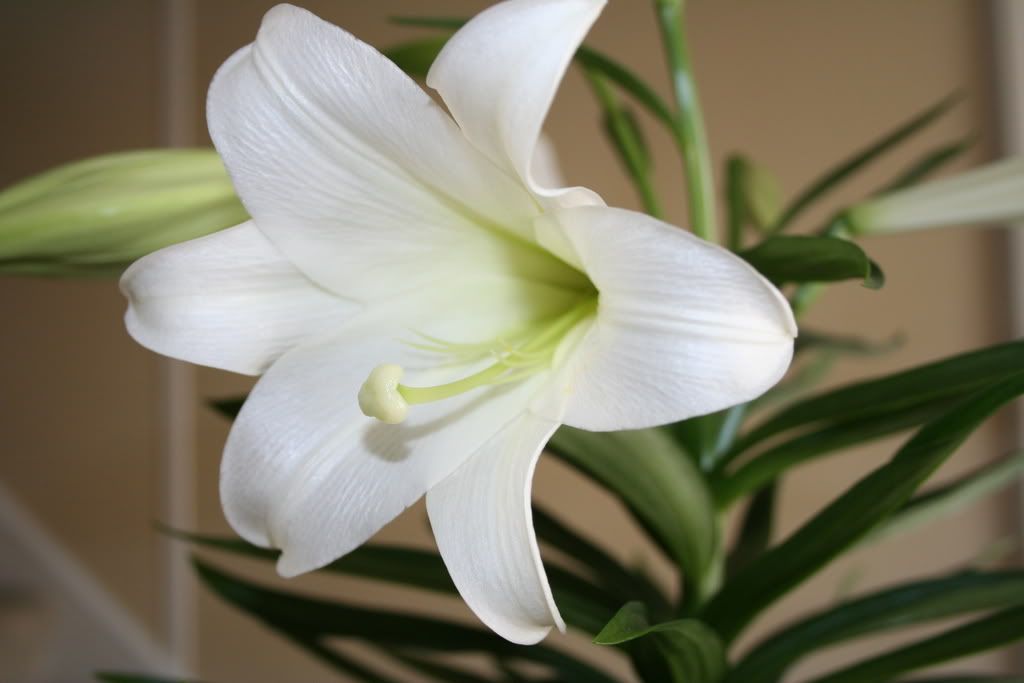 Easter Lily Bloom Photo by Picsofnature Photobucket
