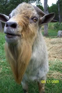 Lice or dry skin? - Goats