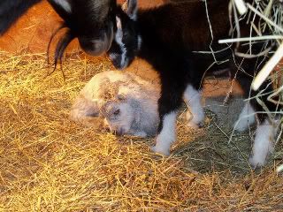 Last kids of the season!! - Goats