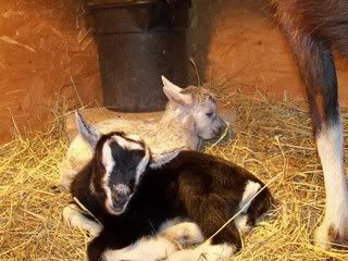 Last kids of the season!! - Goats