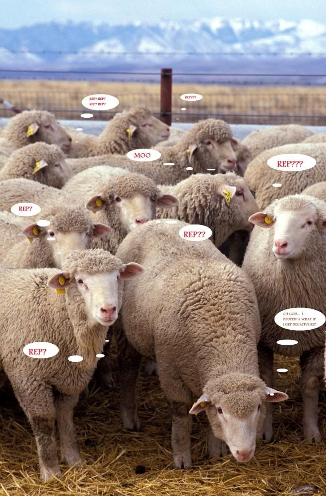 Flock_of_sheep-1.jpg