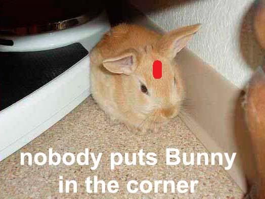 bunny.jpg