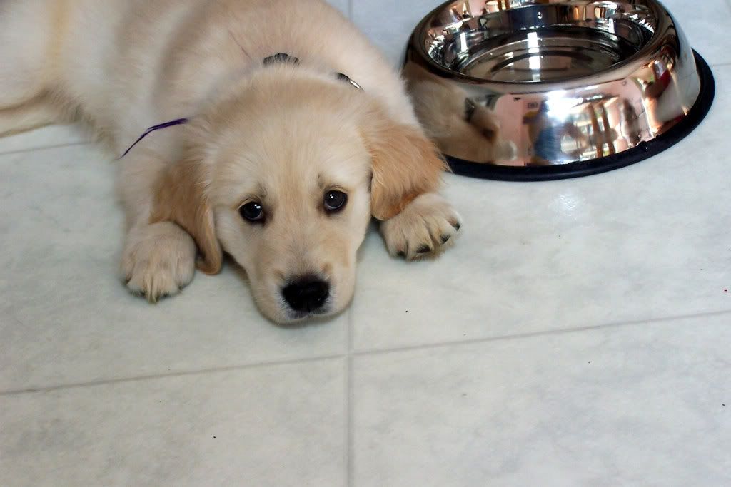golden retriever puppies for sale in pa. Golden Retrievers take all,