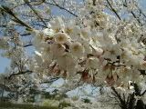 Cherry Blossom Close-up