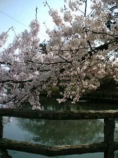 bridge blossoms