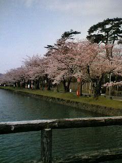 bridge blossoms 2