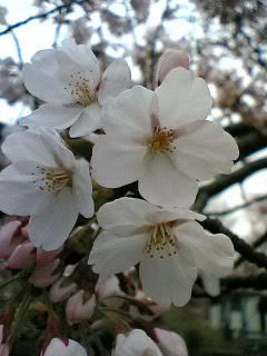 Blossom close up 1