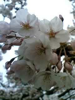 Cherry Blossoms close up 2