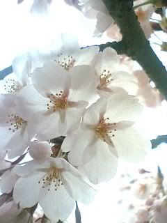 cherry Blossoms 2005-closeup