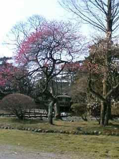 tsuruoka park