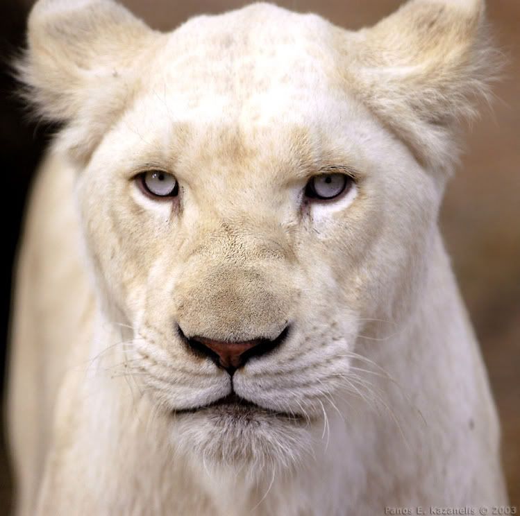 white_lion.jpg