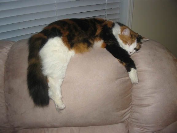 Weird cat - Countryside Families