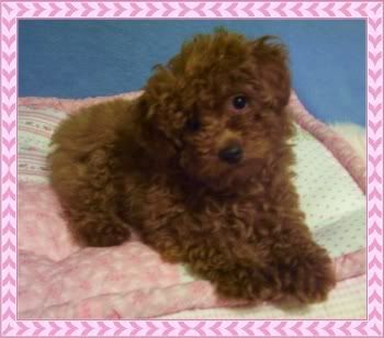 Brown Maltipoo