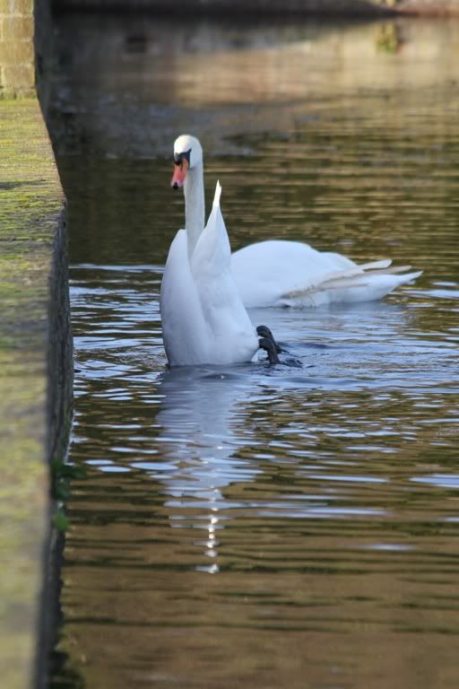 IMAGE: http://i247.photobucket.com/albums/gg135/Boogie99_2008/185168c2.jpg