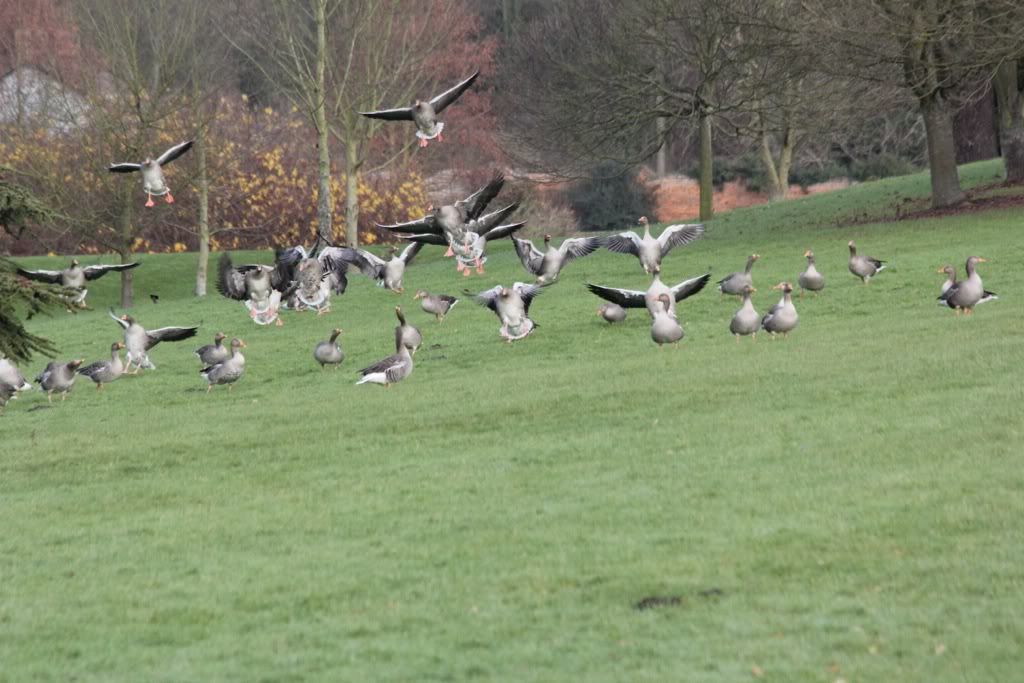 IMAGE: http://i247.photobucket.com/albums/gg135/Boogie99_2008/8057ea58.jpg