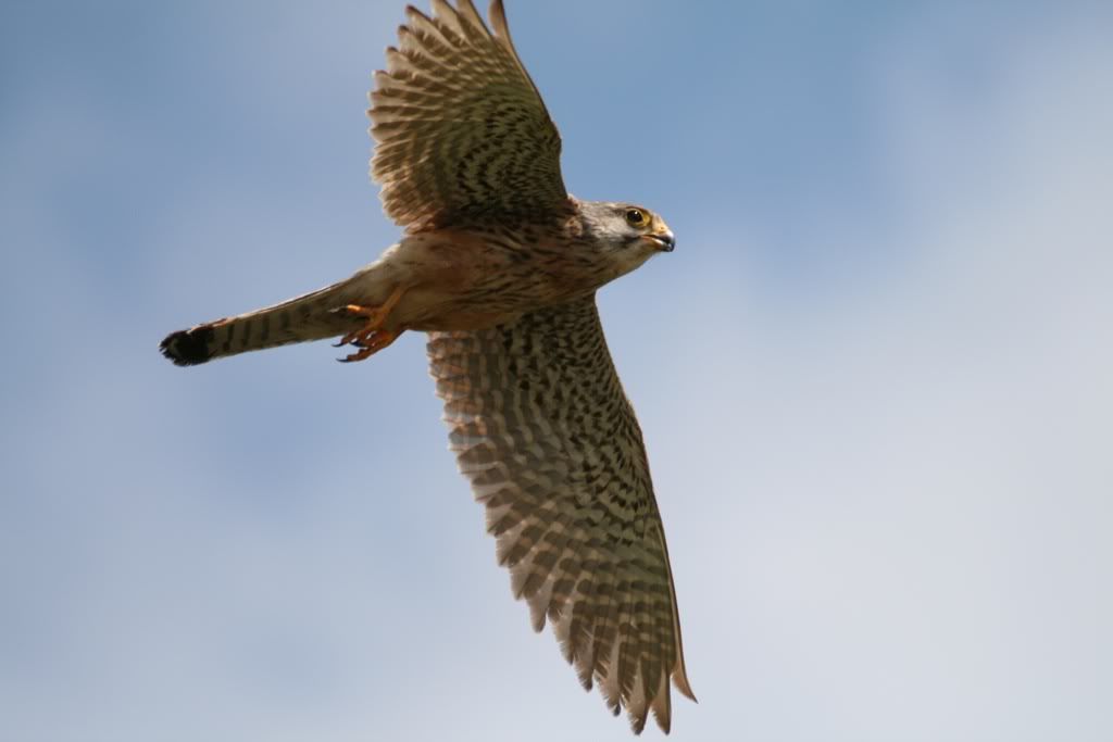 IMAGE: http://i247.photobucket.com/albums/gg135/Boogie99_2008/baf16481.jpg