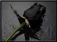 black flowers photo: Black Rose 0dyqBRMPZ.gif