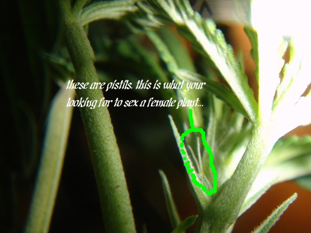 Female Pot Plants