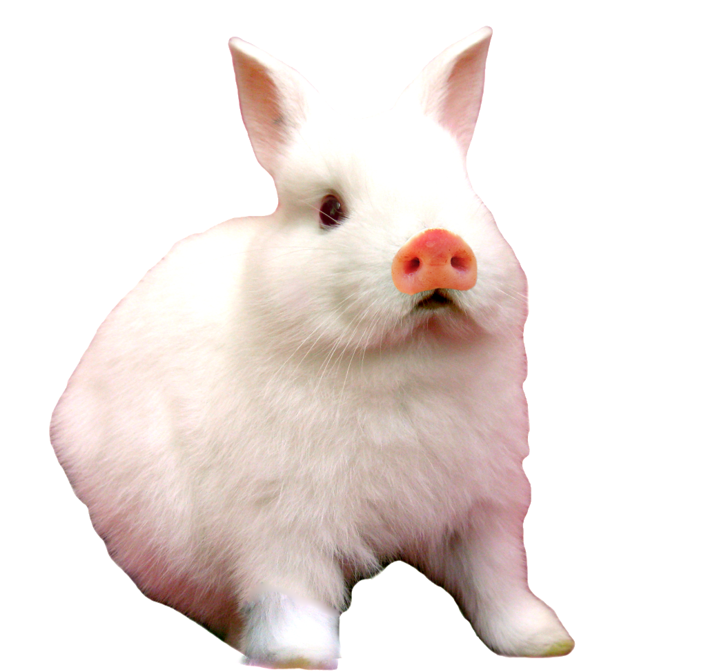 Pig Rabbit 2--Bebe