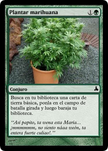 Plantarmarihuana.jpg