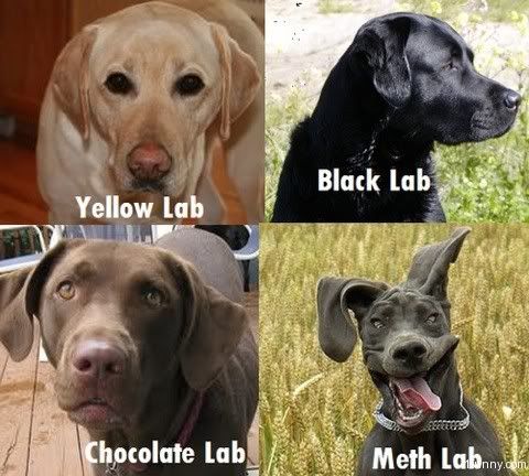 labs.jpg