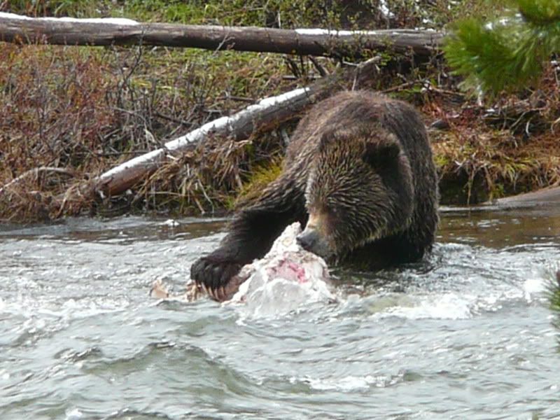 BearinYellowstone.jpg