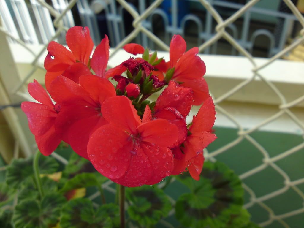 topic về những hình ảnh chụp bằng điện thoại di động - 4