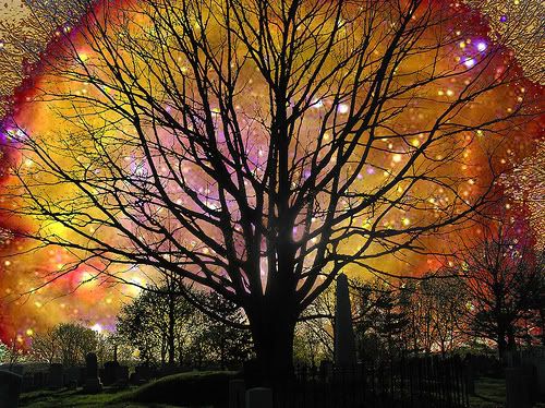 universe-1.jpg tree image by myspacemissy2008