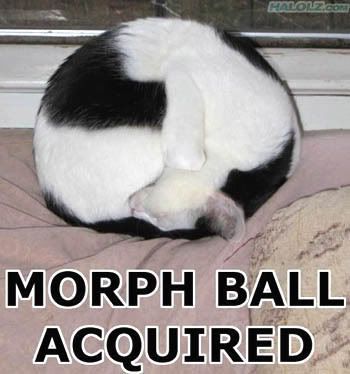 morphcat-lol.jpg