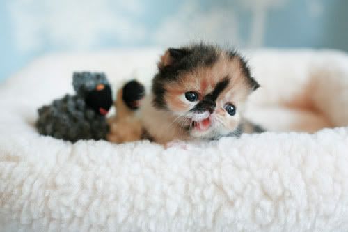 070619_04.jpg cute kitten image by emodogess