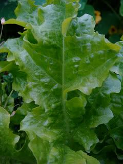 lettuce leaf
