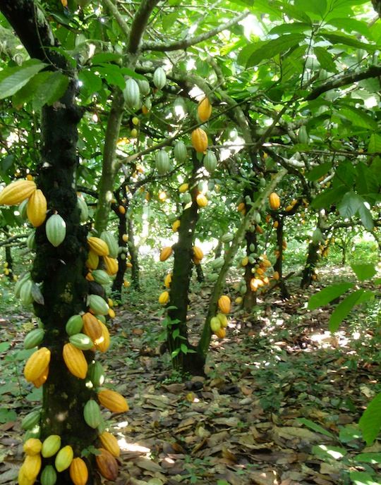 cacao tree forest