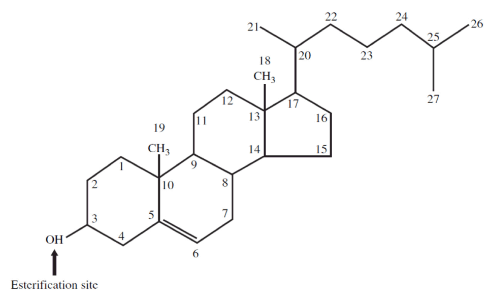 Cholesterol Photos