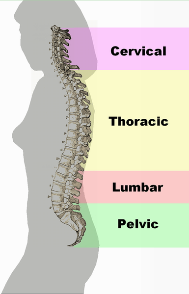 385px-Spinal_column_curvature.png