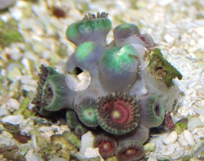 Zoas Irritated Lots o pods and Spaghetti Worms... Reef Central