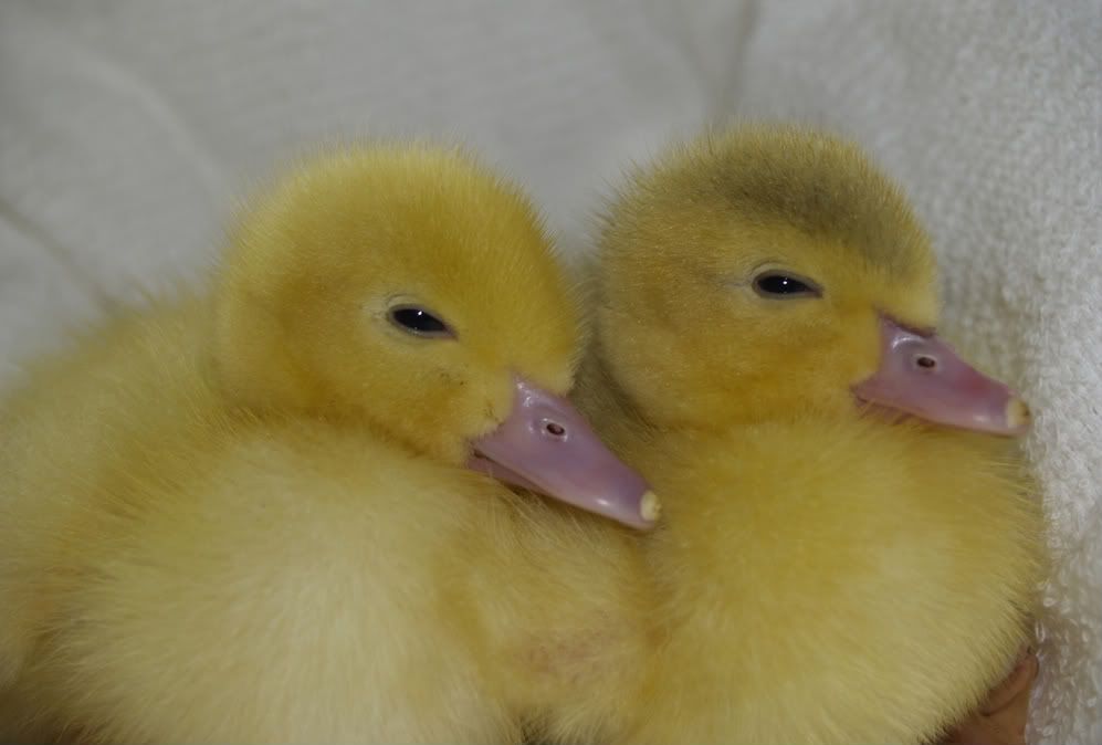 2ducklings006.jpg