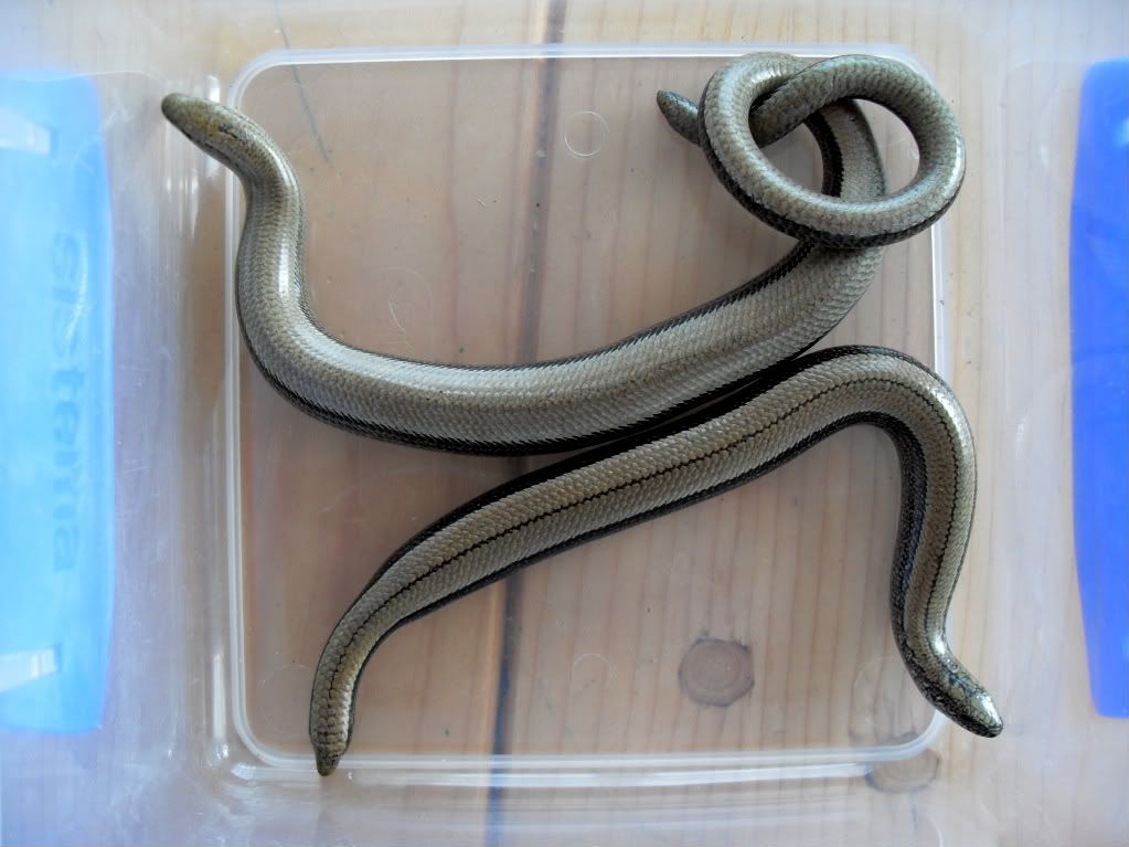 slowworms012-1.jpg