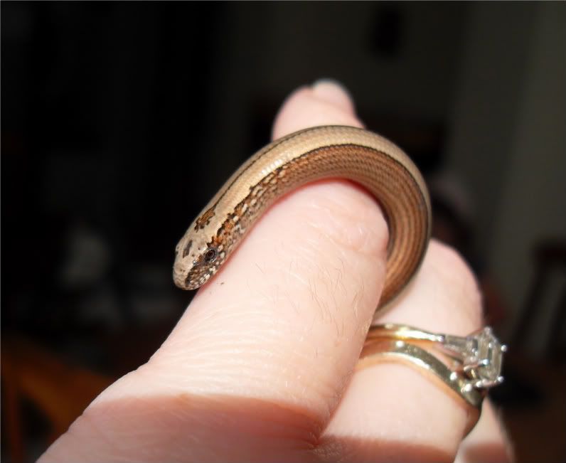 slowworms014.jpg