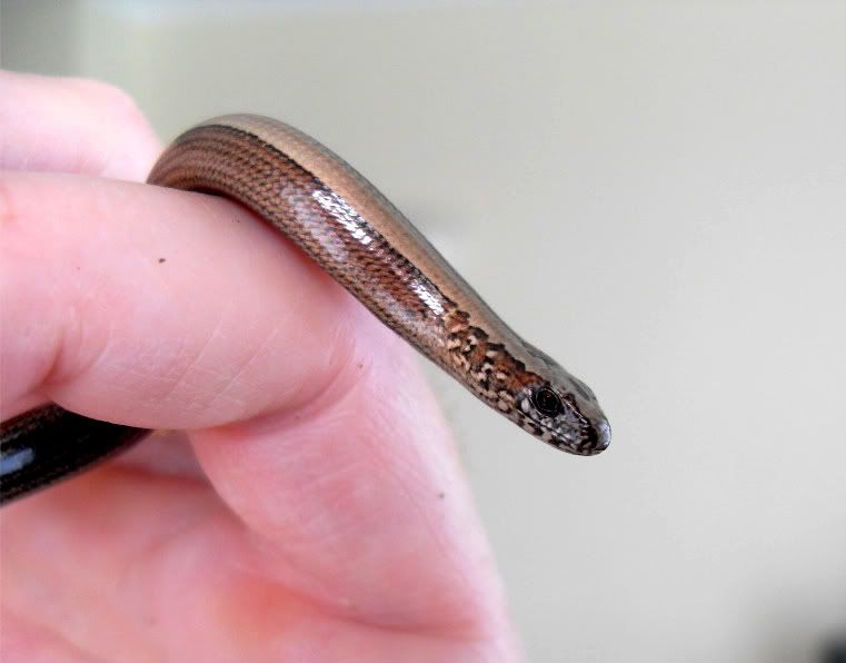 slowworms016.jpg