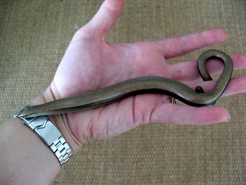 slowworms035.jpg