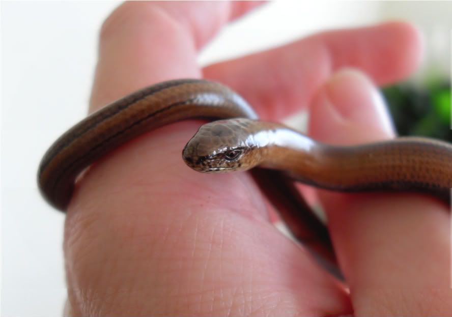 slowworms058.jpg