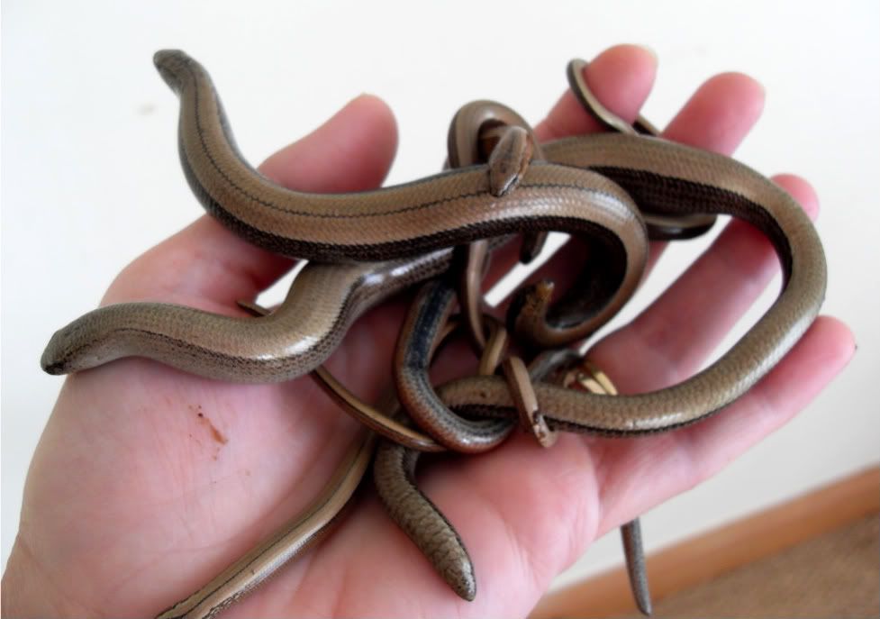 slowworms070.jpg