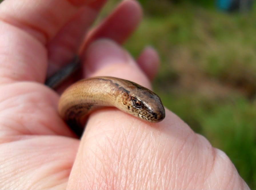 slowworms076.jpg