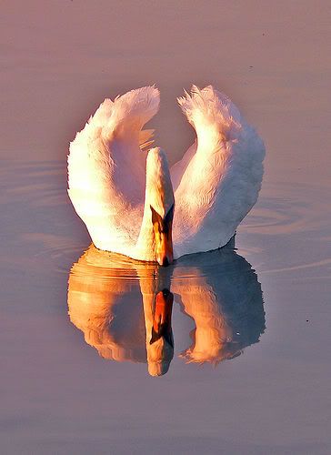 swan.jpg