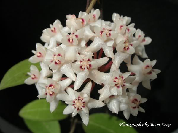 Hoya Elliptica