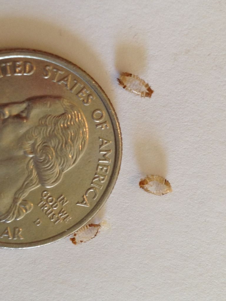 Bed bugs? Or carpet beetles? [a: beetle larvae] Â« Got Bed Bugs ...