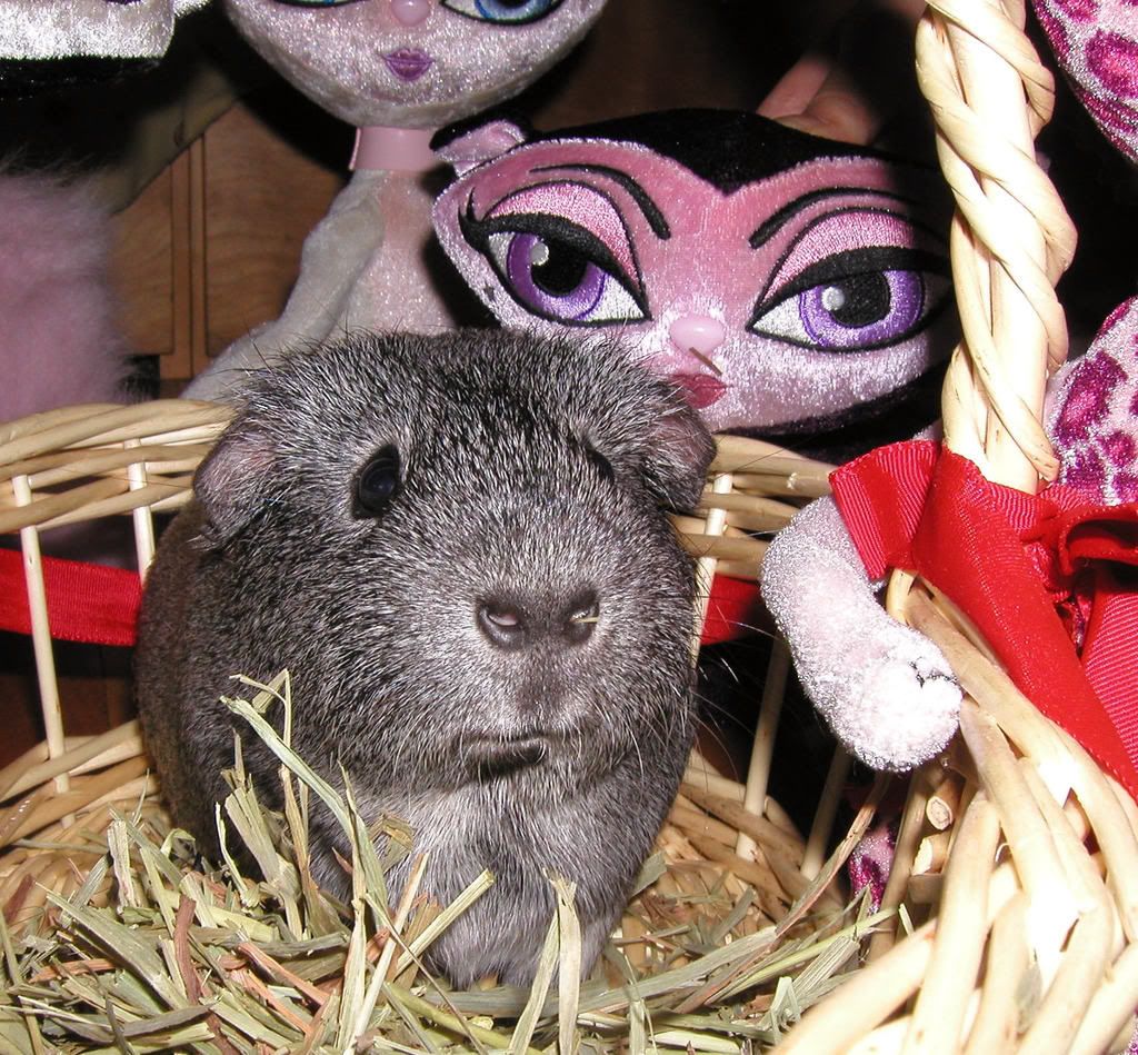 Pig4.jpg