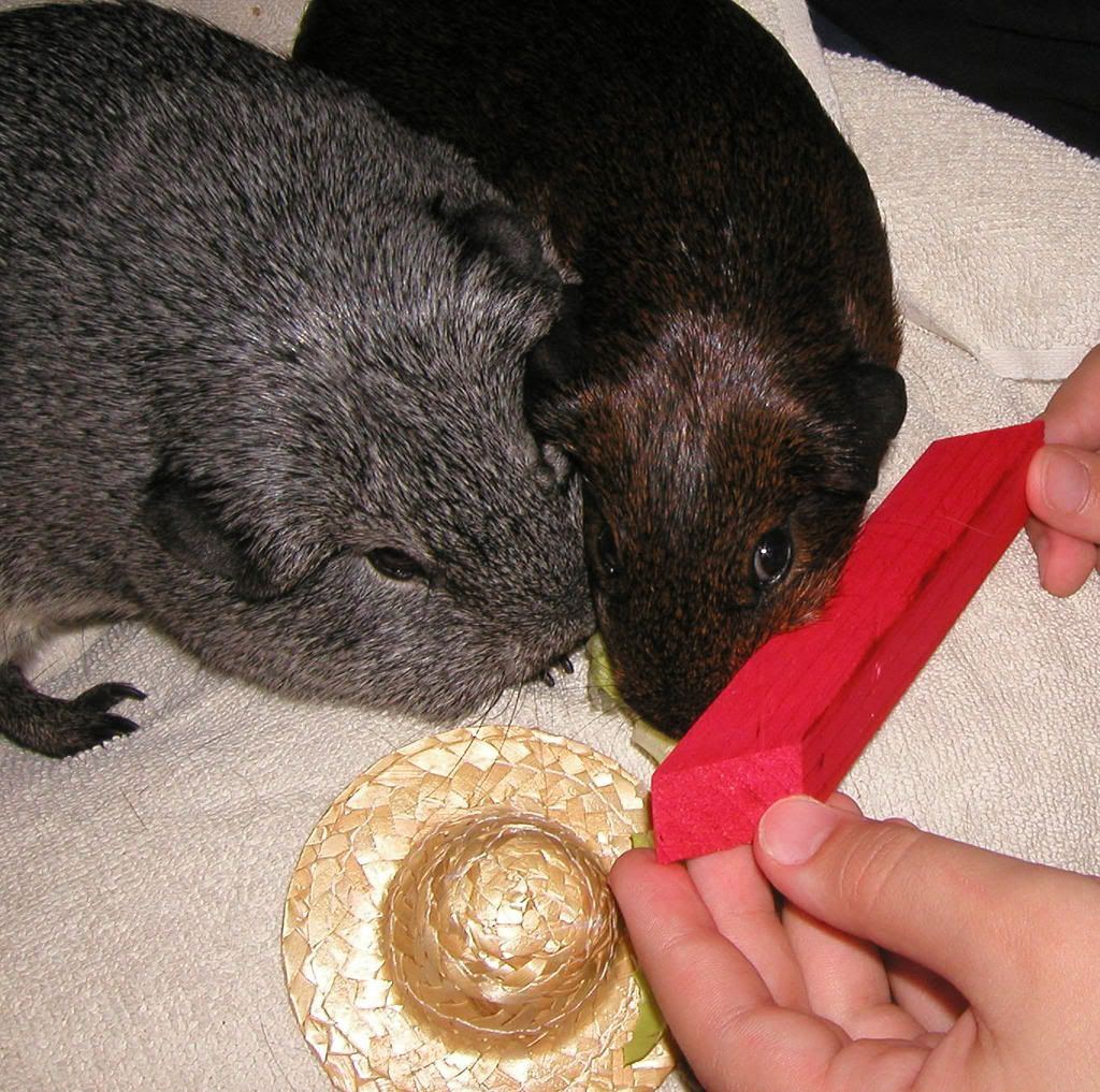 p1.jpg