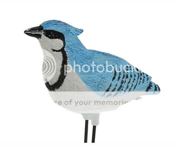 Singing Blue Jay Bird Potted Plant PAL Indoor Outdoor Water Sensor 